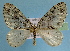  (Trichopterigia sphenorrhymaMS02Bu - BC ZSM Lep 32547)  @14 [ ] Copyright (2010) Unspecified SNSB, Zoologische Staatssammlung Muenchen