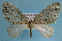  (Trichopterigia illumina - BC ZSM Lep 32549)  @14 [ ] Copyright (2010) Unspecified SNSB, Zoologische Staatssammlung Muenchen