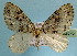  (Trichopterigia sphenorrhymaMS01Bu - BC ZSM Lep 32570)  @14 [ ] Copyright (2010) Unspecified SNSB, Zoologische Staatssammlung Muenchen