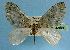  ( - BC ZSM Lep 32580)  @13 [ ] Copyright (2010) Unspecified SNSB, Zoologische Staatssammlung Muenchen