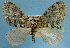  (Trichopterigia MS04 - BC ZSM Lep 32581)  @14 [ ] Copyright (2010) Unspecified SNSB, Zoologische Staatssammlung Muenchen