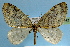  ( - BC ZSM Lep 32582)  @14 [ ] Copyright (2010) Unspecified SNSB, Zoologische Staatssammlung Muenchen