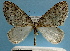  (Trichopterigia illuminaMS01 - BC ZSM Lep 32585)  @13 [ ] Copyright (2010) Unspecified SNSB, Zoologische Staatssammlung Muenchen