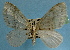  (Trichopterigia MS01 - BC ZSM Lep 32586)  @13 [ ] Copyright (2010) Unspecified SNSB, Zoologische Staatssammlung Muenchen