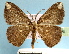  (Astygisa albopunctata - BC ZSM Lep 32595)  @14 [ ] Copyright (2010) Unspecified SNSB, Zoologische Staatssammlung Muenchen