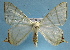  (Ourapteryx contronivea - BC ZSM Lep 32596)  @14 [ ] Copyright (2010) Unspecified SNSB, Zoologische Staatssammlung Muenchen