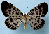  ( - BC ZSM Lep 32635)  @14 [ ] Copyright (2010) Unspecified SNSB, Zoologische Staatssammlung Muenchen