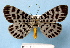  ( - BC ZSM Lep 32636)  @11 [ ] Copyright (2010) Unspecified SNSB, Zoologische Staatssammlung Muenchen