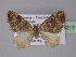  ( - BC ZSM Lep 29217)  @13 [ ] CreativeCommons - Attribution Non-Commercial Share-Alike (2010) Unspecified SNSB, Zoologische Staatssammlung Muenchen