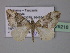  ( - BC ZSM Lep 29218)  @13 [ ] CreativeCommons - Attribution Non-Commercial Share-Alike (2010) Unspecified SNSB, Zoologische Staatssammlung Muenchen
