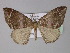  (Scotopteryx AH01Tz - BC ZSM Lep 29222)  @14 [ ] CreativeCommons - Attribution Non-Commercial Share-Alike (2010) Unspecified SNSB, Zoologische Staatssammlung Muenchen