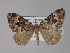  ( - BC ZSM Lep 29223)  @13 [ ] CreativeCommons - Attribution Non-Commercial Share-Alike (2010) Unspecified SNSB, Zoologische Staatssammlung Muenchen