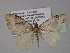  ( - BC ZSM Lep 29227)  @13 [ ] CreativeCommons - Attribution Non-Commercial Share-Alike (2010) Unspecified SNSB, Zoologische Staatssammlung Muenchen