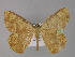  ( - BC ZSM Lep 29230)  @14 [ ] CreativeCommons - Attribution Non-Commercial Share-Alike (2010) Unspecified SNSB, Zoologische Staatssammlung Muenchen