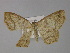  ( - BC ZSM Lep 29232)  @13 [ ] CreativeCommons - Attribution Non-Commercial Share-Alike (2010) Unspecified SNSB, Zoologische Staatssammlung Muenchen