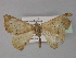  (Epigynopteryx niveifronsAH01Tz - BC ZSM Lep 29233)  @12 [ ] CreativeCommons - Attribution Non-Commercial Share-Alike (2010) Unspecified SNSB, Zoologische Staatssammlung Muenchen