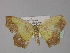  (Epigynopteryx fimosa - BC ZSM Lep 29235)  @13 [ ] CreativeCommons - Attribution Non-Commercial Share-Alike (2010) Unspecified SNSB, Zoologische Staatssammlung Muenchen