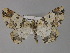 ( - BC ZSM Lep 29236)  @14 [ ] CreativeCommons - Attribution Non-Commercial Share-Alike (2010) Unspecified SNSB, Zoologische Staatssammlung Muenchen