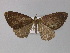  ( - BC ZSM Lep 29239)  @14 [ ] CreativeCommons - Attribution Non-Commercial Share-Alike (2010) Unspecified SNSB, Zoologische Staatssammlung Muenchen