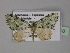  (Piercia bryophilaria - BC ZSM Lep 29240)  @14 [ ] CreativeCommons - Attribution Non-Commercial Share-Alike (2010) Unspecified SNSB, Zoologische Staatssammlung Muenchen