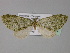  (Sauris AH01Tz - BC ZSM Lep 29244)  @13 [ ] CreativeCommons - Attribution Non-Commercial Share-Alike (2010) Unspecified SNSB, Zoologische Staatssammlung Muenchen