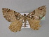  (Gonanticlea meridionataAH01Tz - BC ZSM Lep 29245)  @13 [ ] CreativeCommons - Attribution Non-Commercial Share-Alike (2010) Unspecified SNSB, Zoologische Staatssammlung Muenchen