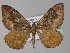  (Gonanticlea AH01Tz - BC ZSM Lep 29246)  @14 [ ] CreativeCommons - Attribution Non-Commercial Share-Alike (2010) Unspecified SNSB, Zoologische Staatssammlung Muenchen