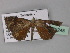  (Gonanticlea AH03Tz - BC ZSM Lep 29248)  @13 [ ] CreativeCommons - Attribution Non-Commercial Share-Alike (2010) Unspecified SNSB, Zoologische Staatssammlung Muenchen
