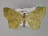  ( - BC ZSM Lep 29257)  @13 [ ] CreativeCommons - Attribution Non-Commercial Share-Alike (2010) Unspecified SNSB, Zoologische Staatssammlung Muenchen