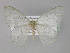  ( - BC ZSM Lep 29262)  @11 [ ] CreativeCommons - Attribution Non-Commercial Share-Alike (2010) Unspecified SNSB, Zoologische Staatssammlung Muenchen