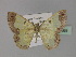  ( - BC ZSM Lep 29268)  @13 [ ] CreativeCommons - Attribution Non-Commercial Share-Alike (2010) Unspecified SNSB, Zoologische Staatssammlung Muenchen