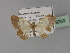  (Zamarada cinnamomata - BC ZSM Lep 29269)  @13 [ ] CreativeCommons - Attribution Non-Commercial Share-Alike (2010) Unspecified SNSB, Zoologische Staatssammlung Muenchen