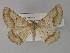  ( - BC ZSM Lep 29270)  @14 [ ] CreativeCommons - Attribution Non-Commercial Share-Alike (2010) Unspecified SNSB, Zoologische Staatssammlung Muenchen