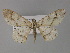  ( - BC ZSM Lep 29287)  @14 [ ] CreativeCommons - Attribution Non-Commercial Share-Alike (2010) Unspecified SNSB, Zoologische Staatssammlung Muenchen