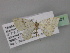  ( - BC ZSM Lep 29301)  @11 [ ] CreativeCommons - Attribution Non-Commercial Share-Alike (2010) Unspecified SNSB, Zoologische Staatssammlung Muenchen