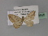  (Orthonama AH01Tz - BC ZSM Lep 29305)  @13 [ ] CreativeCommons - Attribution Non-Commercial Share-Alike (2010) Unspecified SNSB, Zoologische Staatssammlung Muenchen