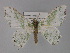 ( - BC ZSM Lep 29318)  @14 [ ] CreativeCommons - Attribution Non-Commercial Share-Alike (2010) Unspecified SNSB, Zoologische Staatssammlung Muenchen
