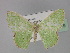  (Comibaena AH01Tz - BC ZSM Lep 29319)  @14 [ ] CreativeCommons - Attribution Non-Commercial Share-Alike (2010) Unspecified SNSB, Zoologische Staatssammlung Muenchen