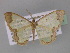  (Zamarada excavataAH01Tz - BC ZSM Lep 29321)  @14 [ ] CreativeCommons - Attribution Non-Commercial Share-Alike (2010) Unspecified SNSB, Zoologische Staatssammlung Muenchen
