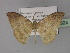  (Platypepla - BC ZSM Lep 29324)  @14 [ ] CreativeCommons - Attribution Non-Commercial Share-Alike (2010) Unspecified SNSB, Zoologische Staatssammlung Muenchen