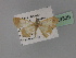 ( - BC ZSM Lep 29329)  @12 [ ] CreativeCommons - Attribution Non-Commercial Share-Alike (2010) Unspecified SNSB, Zoologische Staatssammlung Muenchen