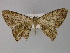  (Afroracotis stadiei - BC ZSM Lep 29334)  @14 [ ] CreativeCommons - Attribution Non-Commercial Share-Alike (2010) Unspecified SNSB, Zoologische Staatssammlung Muenchen