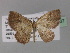 ( - BC ZSM Lep 29337)  @11 [ ] CreativeCommons - Attribution Non-Commercial Share-Alike (2010) Unspecified SNSB, Zoologische Staatssammlung Muenchen