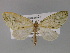  (Sauris AH02Tz - BC ZSM Lep 29339)  @14 [ ] CreativeCommons - Attribution Non-Commercial Share-Alike (2010) Unspecified SNSB, Zoologische Staatssammlung Muenchen