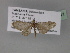  ( - BC ZSM Lep 29341)  @12 [ ] CreativeCommons - Attribution Non-Commercial Share-Alike (2010) Unspecified SNSB, Zoologische Staatssammlung Muenchen