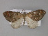  (Asthenotricha AH03Tz - BC ZSM Lep 29344)  @14 [ ] CreativeCommons - Attribution Non-Commercial Share-Alike (2010) Unspecified SNSB, Zoologische Staatssammlung Muenchen