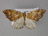  (Asthenotricha AH04Tz - BC ZSM Lep 29345)  @14 [ ] CreativeCommons - Attribution Non-Commercial Share-Alike (2010) Unspecified SNSB, Zoologische Staatssammlung Muenchen