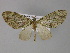  (Sauris AH03Tz - BC ZSM Lep 29347)  @14 [ ] CreativeCommons - Attribution Non-Commercial Share-Alike (2010) Unspecified SNSB, Zoologische Staatssammlung Muenchen