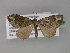  ( - BC ZSM Lep 29348)  @13 [ ] CreativeCommons - Attribution Non-Commercial Share-Alike (2010) Unspecified SNSB, Zoologische Staatssammlung Muenchen