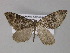  (Xanthorhoe AH06Tz - BC ZSM Lep 29349)  @14 [ ] CreativeCommons - Attribution Non-Commercial Share-Alike (2010) Unspecified SNSB, Zoologische Staatssammlung Muenchen